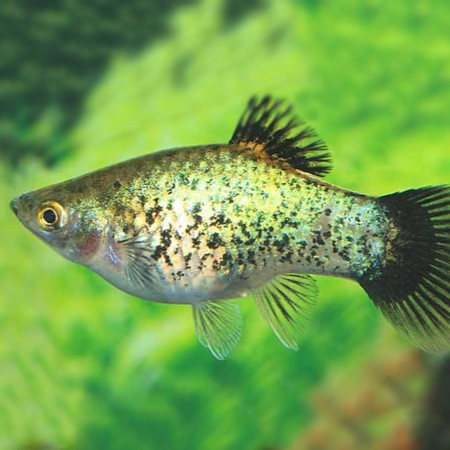 Xiph.maculatus   Platy neon green wagt.M